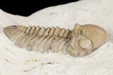 Detailed, Long Kainops Trilobite - Oklahoma #95686-1